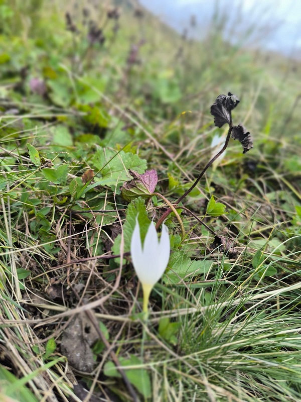 6787D0D2 AB4E 4641 93C4 72564193F596