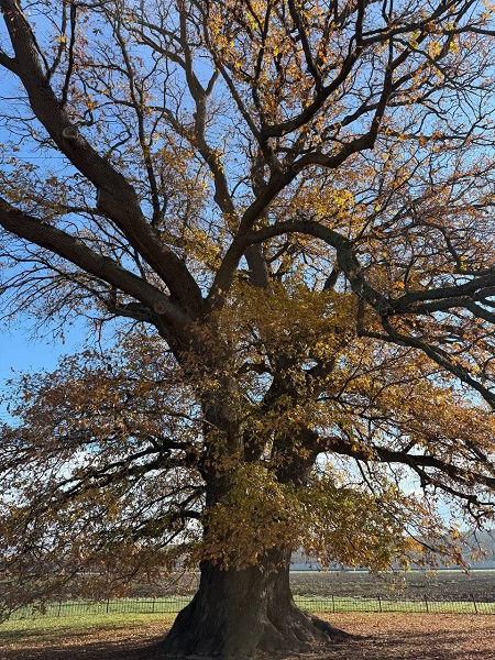 photo 2025 11 13 19 07 08