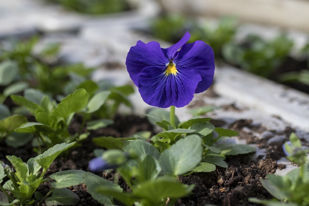 6aaf677a1fb31886ea679e84ea6b3e9e