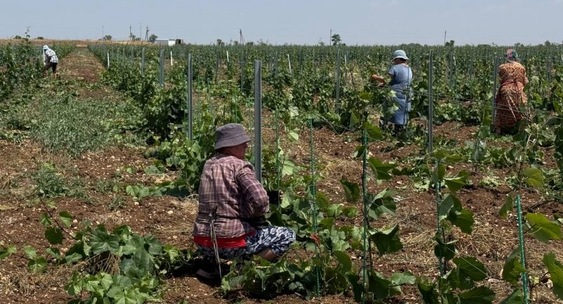 Vinogradniks