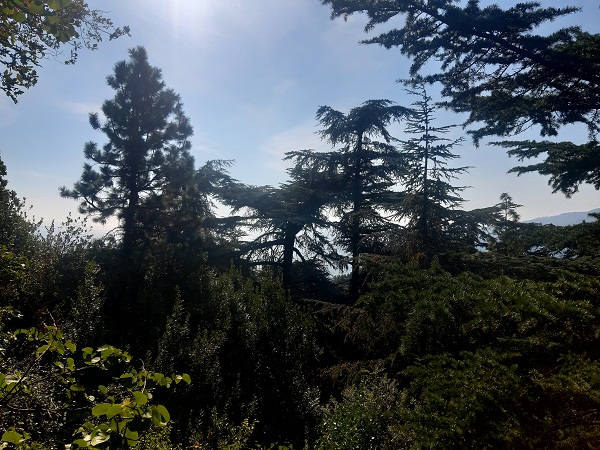 les solnce